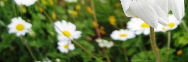 GeokPei's profile banner image