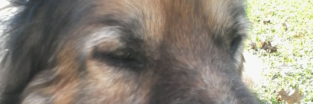 minoelia2's profile banner image