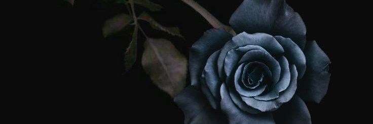 HollaSar's profile banner image