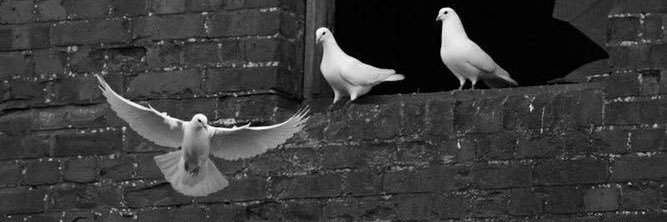 جناح 🕊️ banner