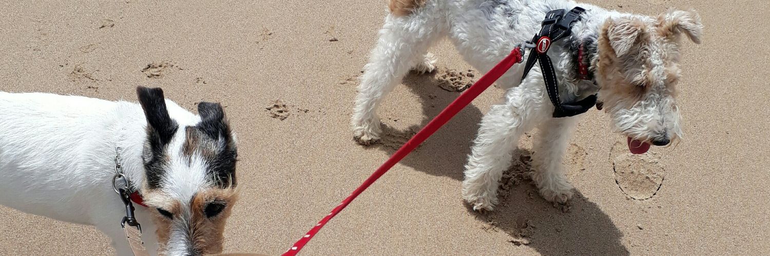 PoppyFoxterrier's profile banner image