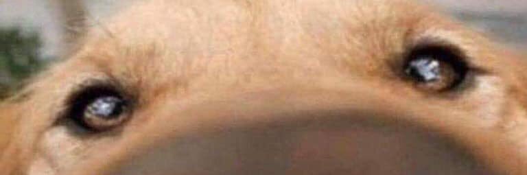 bachuruu_'s profile banner image