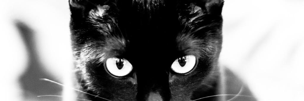 blackblackcat13's profile banner image