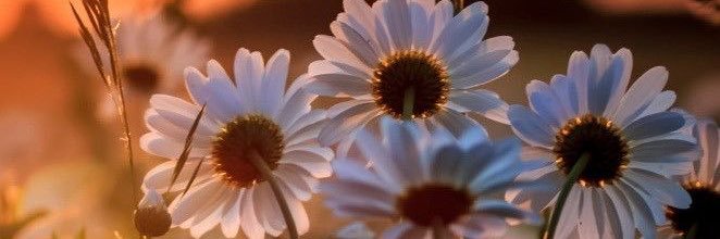 kamon_ss15's profile banner image