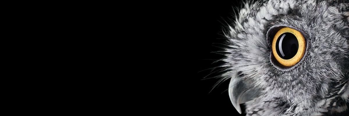 British Army Majors’ School 🦉 banner