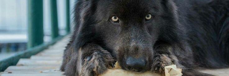K9Shifter's profile banner image