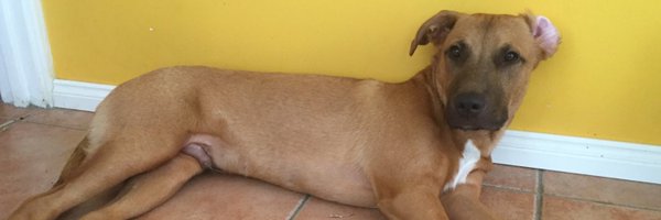CharmenRose1 Profile Banner