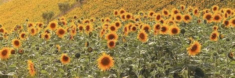IamMbee5's profile banner image