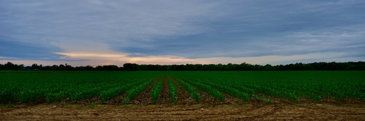 Meaghan Mingo banner