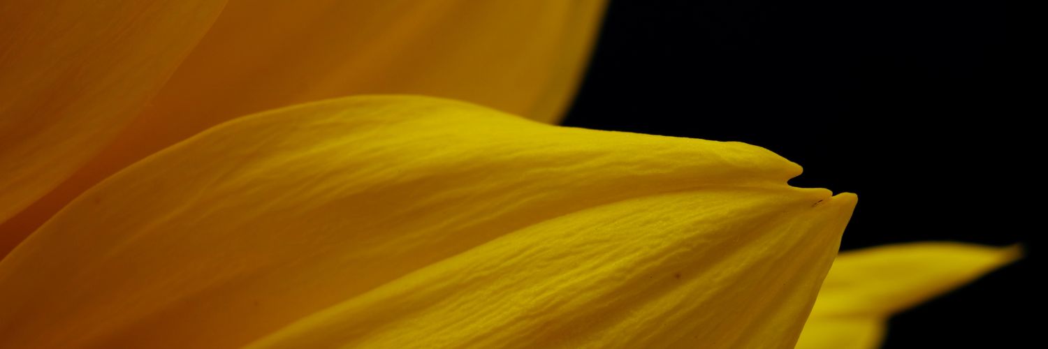 ysparadise's profile banner image
