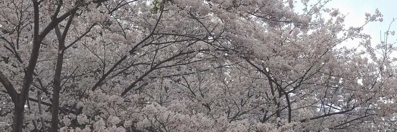ひつじこ banner