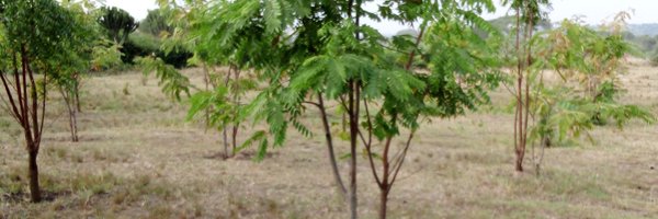 MugogoMark Profile Banner