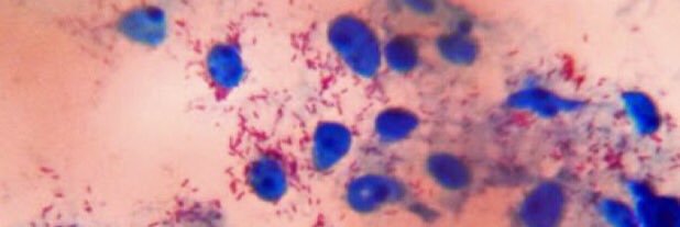 Álvaro A. Faccini-Martínez banner