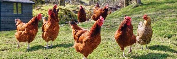 chickensrbetter's profile banner image