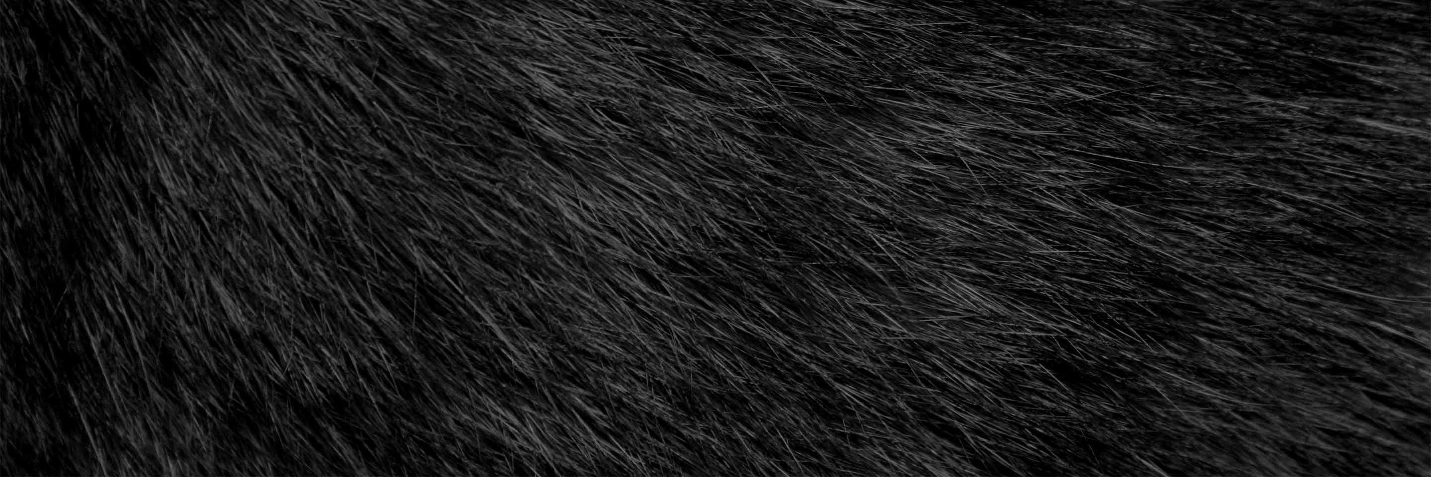 its_cat_party's profile banner image