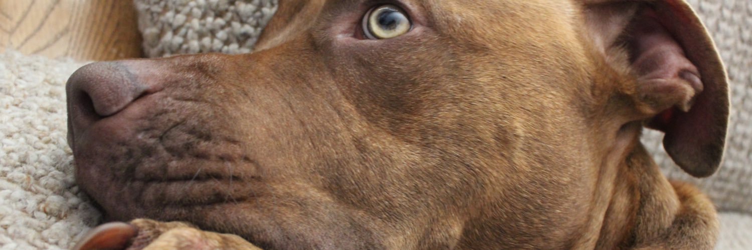 jjlong_'s profile banner image