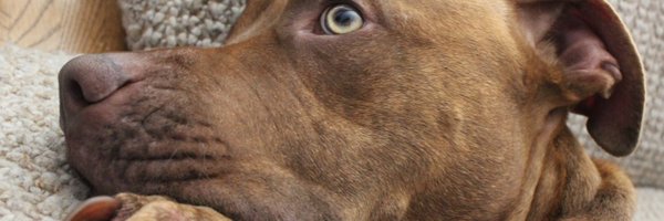 jjlong_ Profile Banner