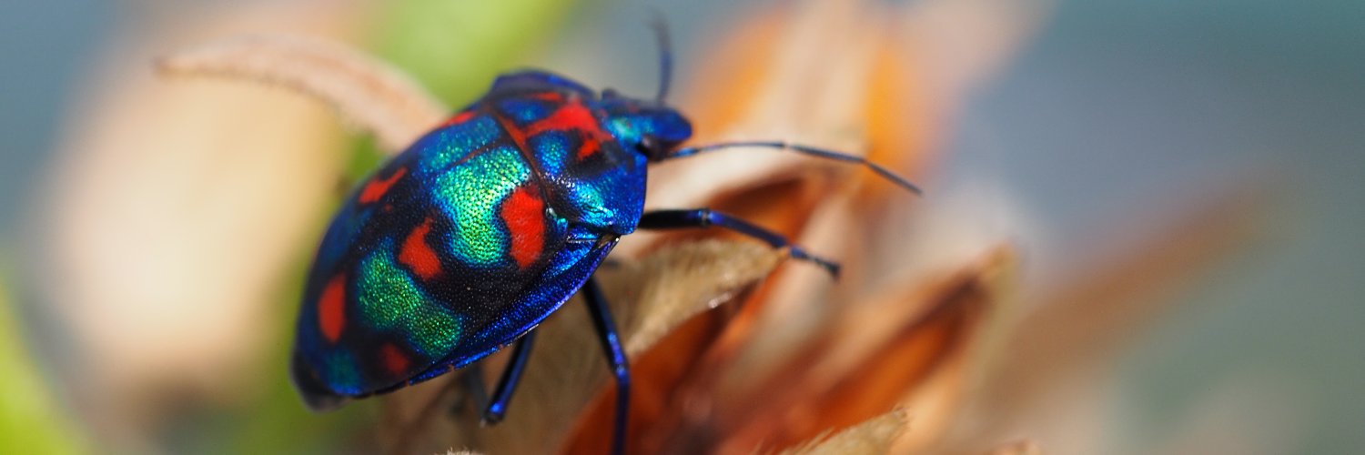 Dr Emily BurdfieldSteel banner