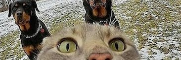 VCorvisieri's profile banner image
