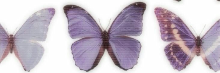 emily 🦋's banner