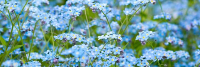 LoveableIndigo's profile banner image