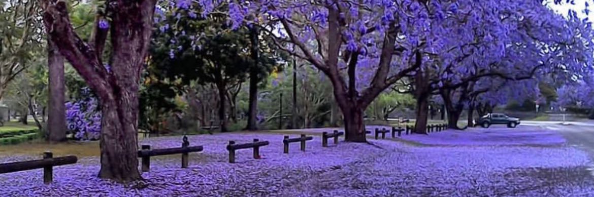 🌺 ᗰᗩᖇTIᑎᗩ 🌺 banner