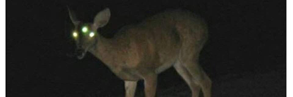 CarcoMasper's profile banner image