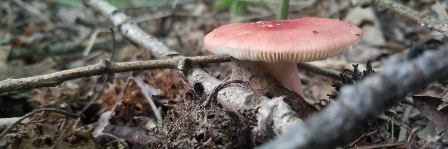 Curiousoflife's profile banner image