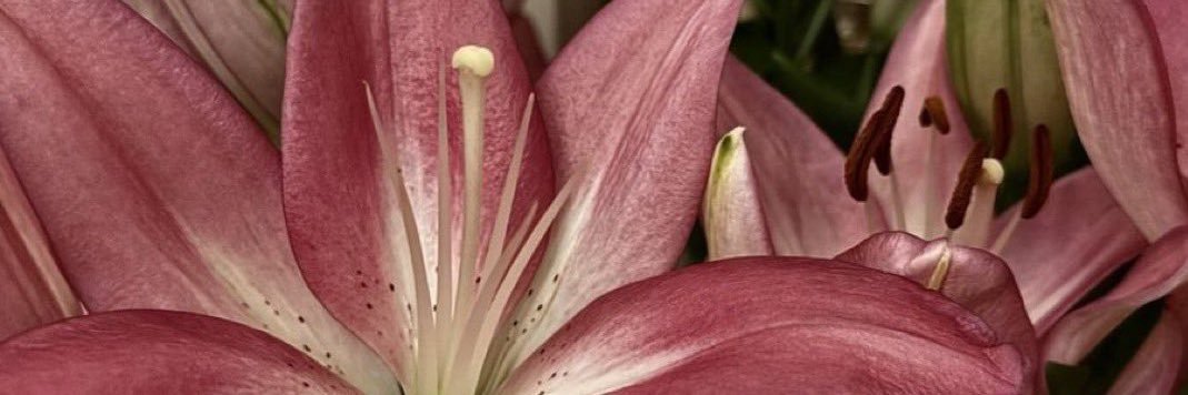 _andreaximena's profile banner image