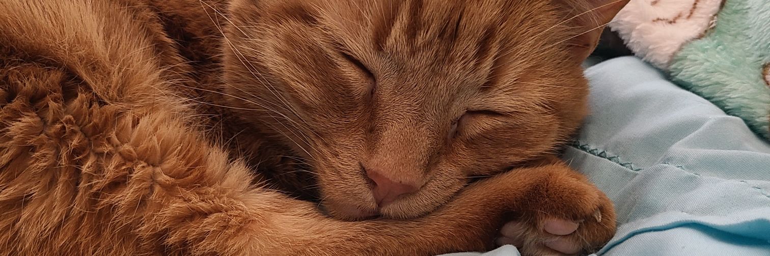 IcedGingerLatte's profile banner image