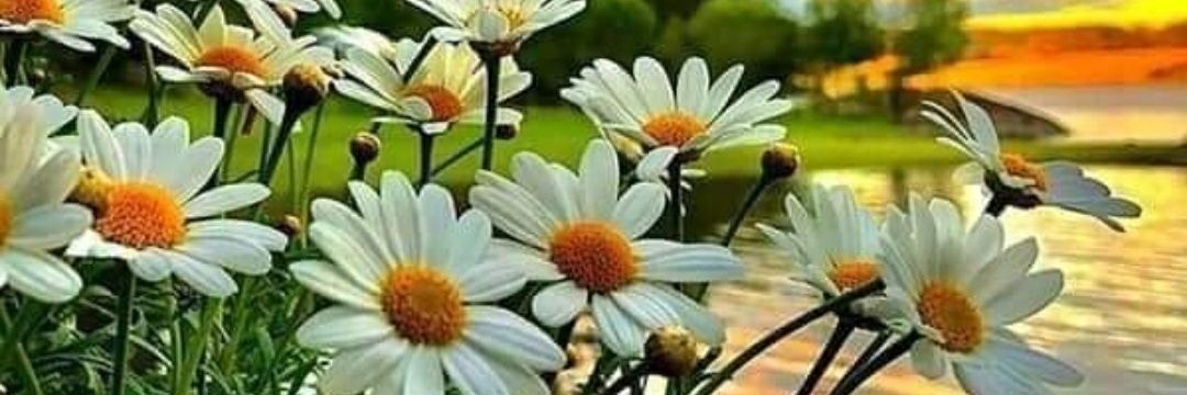 syarinah73's profile banner image