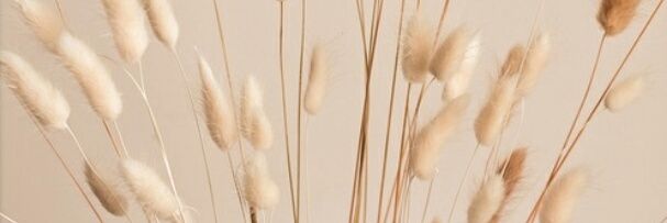 piiaov's profile banner image