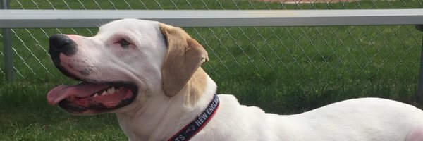 therealneale Profile Banner