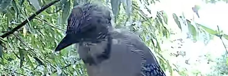 Stacey Ohl Parham banner