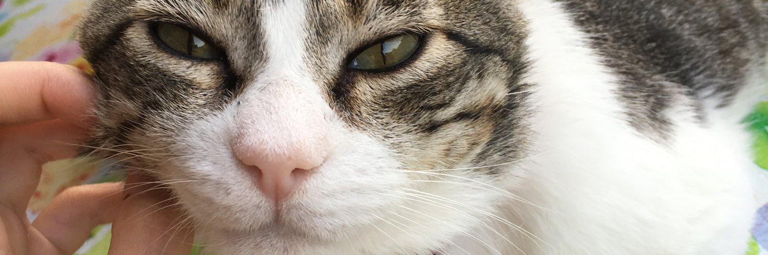 blancapalomo_'s profile banner image