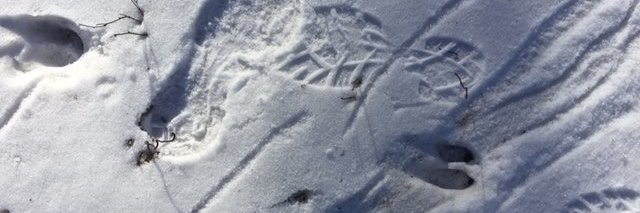 South Side Soul 🦉 banner