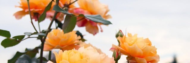 olball_'s profile banner image