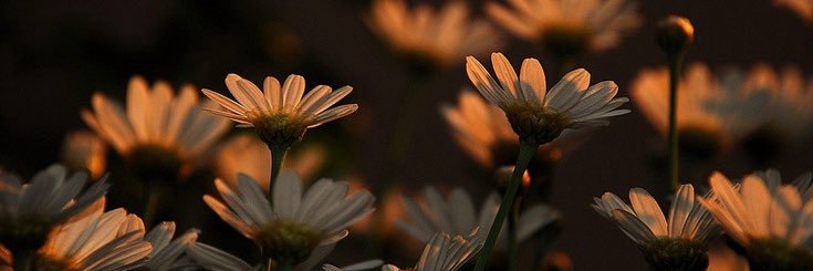 agnesmlfny's profile banner image