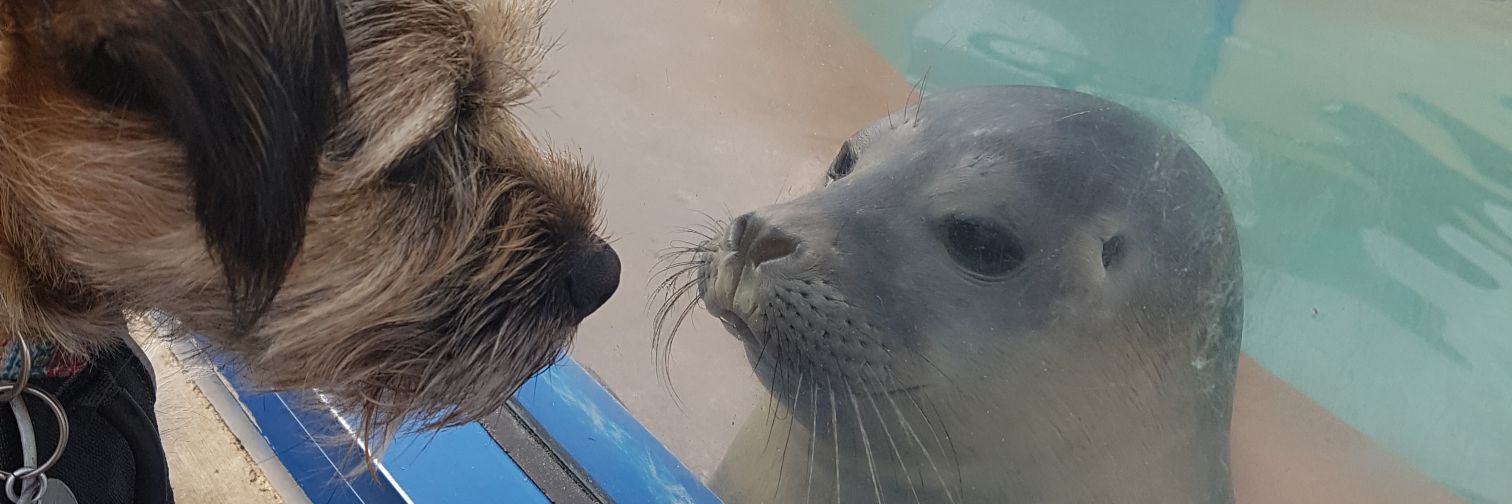 🐾💗Lady Bonnie Boo OBE💗🐾 banner