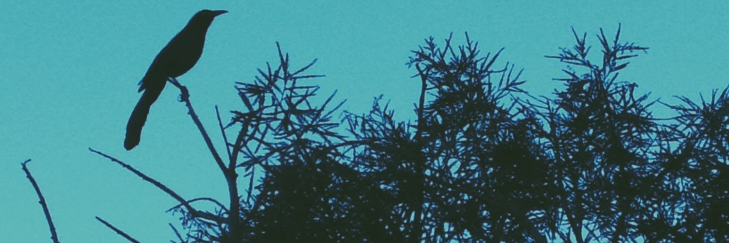 angelchantilli's profile banner image