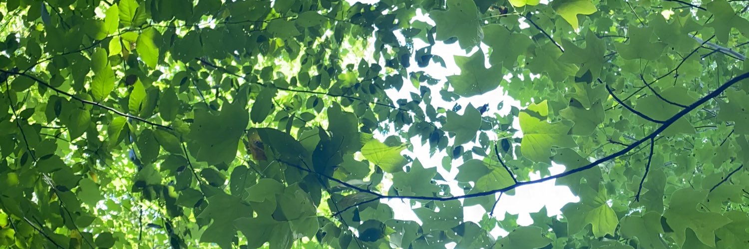 timmonroe's profile banner image