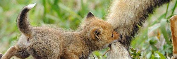 Fox8888Fox's profile banner image