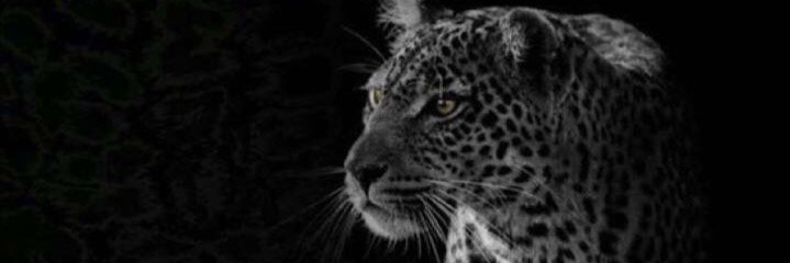 aseel14337's profile banner image