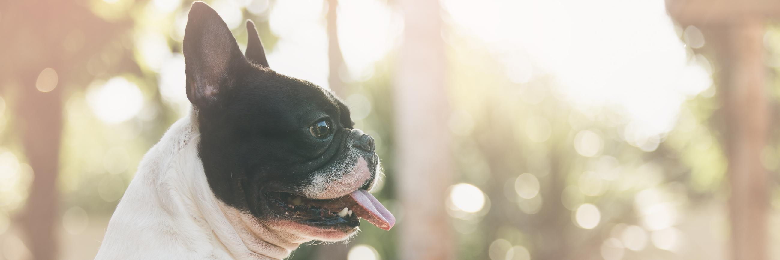 DogsofDub's profile banner image