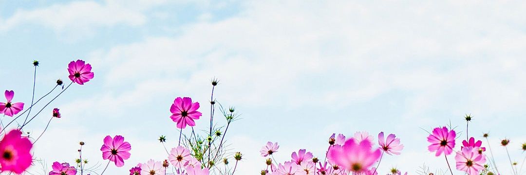 Amber__58q's profile banner image