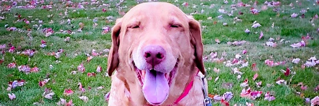 cmalibugrl's profile banner image