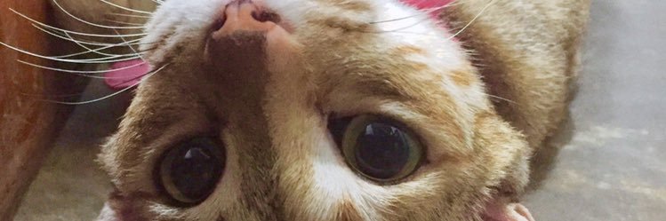 jnnn_spllrd's profile banner image