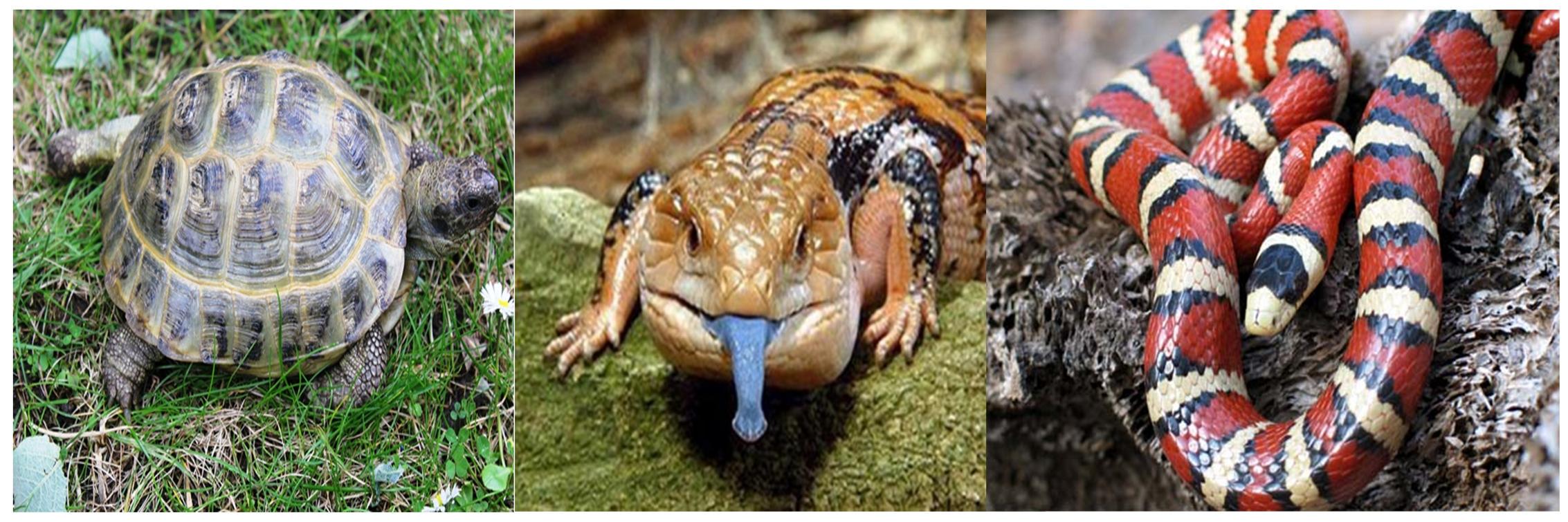 ItsReptileTime's profile banner image