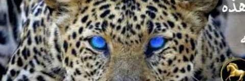 AkramHalilh's profile banner image