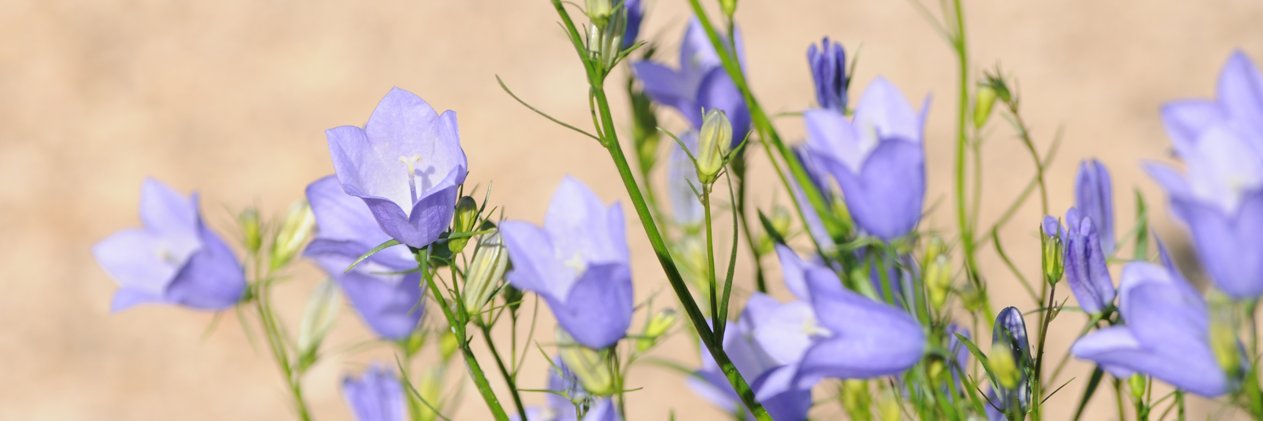 wistfulwhimsy's profile banner image